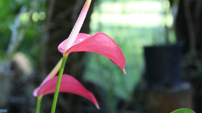 スリーピング・ジャイアント植物園